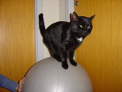 Blanding af racer zoro billede 19