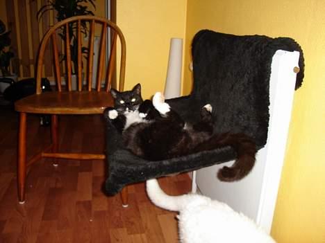 Blanding af racer Sille billede 9