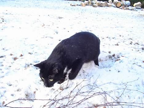 Blanding af racer Sille billede 10