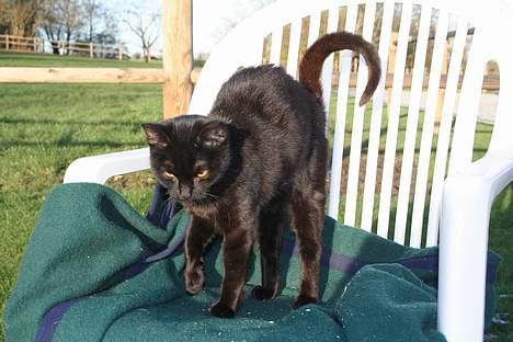 Blanding af racer Daisy ''Aflivet'' - daisy <3 billede 12