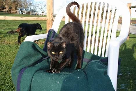 Blanding af racer Daisy ''Aflivet'' - daisy<3 billede 13