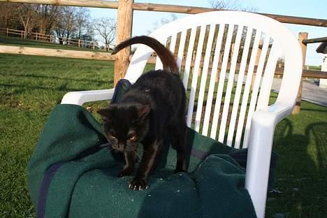 Blanding af racer Daisy ''Aflivet'' - daisy <3 billede 14