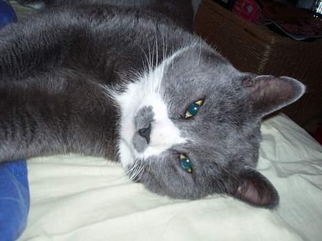 Huskat Hannibal * Væk :( * - Den dejlige kat :] billede 1