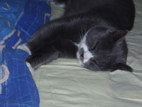 Huskat Hannibal * Væk :( * - Træt? Altid :] billede 2