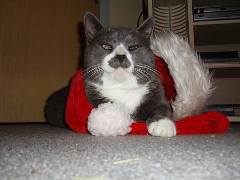 Huskat Hannibal * Væk :( * - Haha billede 3