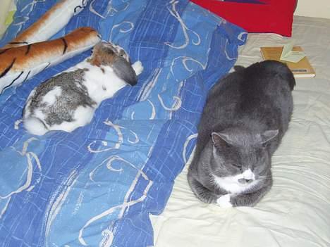 Huskat Hannibal * Væk :( * billede 4