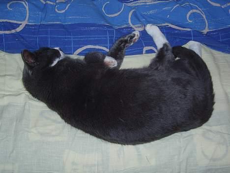 Huskat Hannibal * Væk :( * billede 5