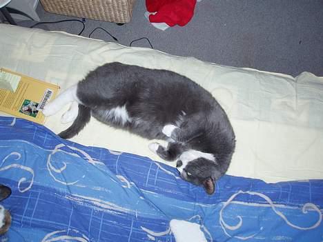 Huskat Hannibal * Væk :( * billede 6