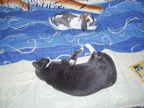 Huskat Hannibal * Væk :( * billede 7