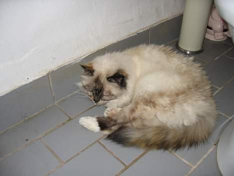 Hellig Birma DK Kiru`s Lady Jessica - Åhh gulvvarme er godt for de gamle knogler. billede 8