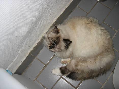 Hellig Birma DK Kiru`s Lady Jessica - Tager lige en slapper billede 9