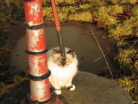 Hellig Birma DK Kiru`s Lady Jessica - Holder lige udkik ved vandposten billede 10