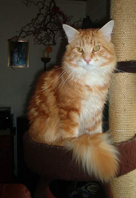 Maine Coon Gugger´s Pascha *Savnes* billede 10