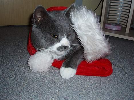 Huskat Hannibal * Væk :( * billede 8