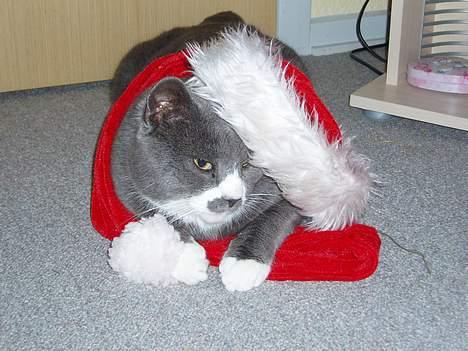 Huskat Hannibal * Væk :( * billede 9