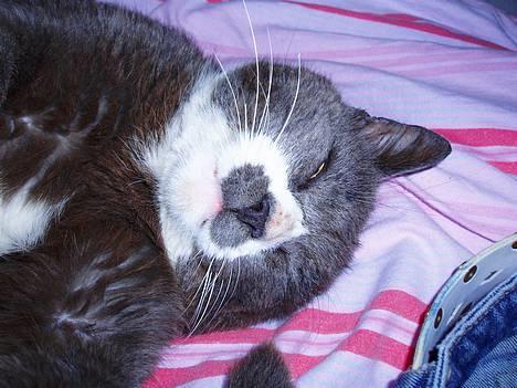 Huskat Hannibal * Væk :( * billede 10