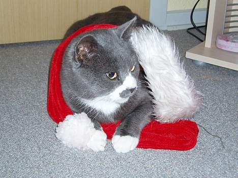 Huskat Hannibal * Væk :( * billede 11