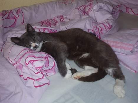 Huskat Hannibal * Væk :( * billede 12