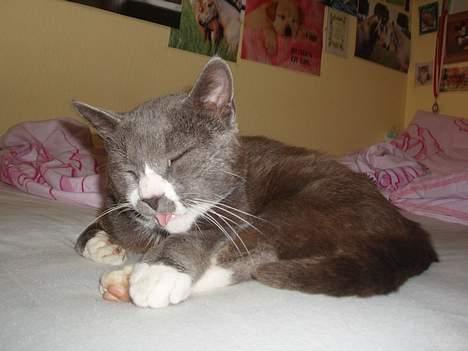 Huskat Hannibal * Væk :( * billede 13