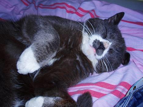 Huskat Hannibal * Væk :( * billede 14