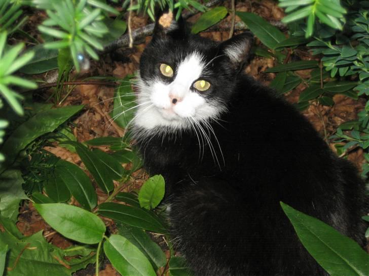 Blanding af racer <3 Adolf <3 - Hey mit navn er Adolf...Dette billede er taget på den dejlig sommerdag lige efter jeg er blvet flyttet til mit nye hjem billede 1