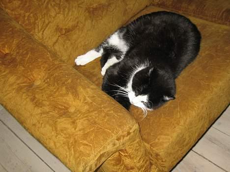 Blanding af racer <3 Adolf <3 - skal jeg virkelig til at være aktiv billede 2