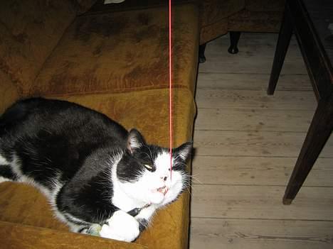 Blanding af racer <3 Adolf <3 - Vi kan godt lege men jeg flytter mig ikke billede 3