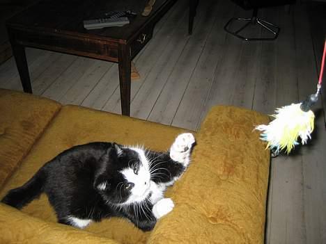 Blanding af racer <3 Adolf <3 - kom nu bare med den billede 4