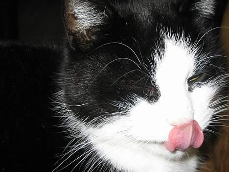 Blanding af racer <3 Adolf <3 - hmmm....jeg er sulten billede 5