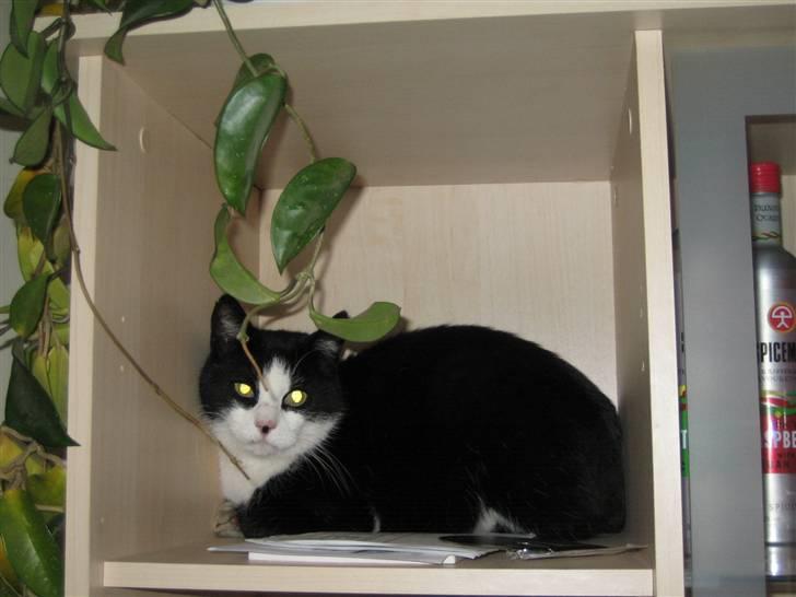 Blanding af racer <3 Adolf <3 - Jeg kan altså godt være her:) billede 6