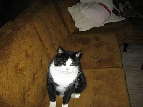 Blanding af racer <3 Adolf <3 - Må jeg godt sove igen?? billede 7