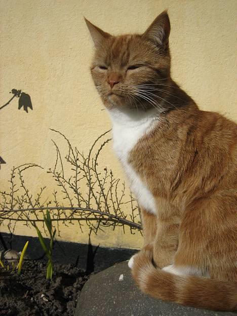 Blanding af racer Mille - R.I.P. - sidder og nyder solen billede 20