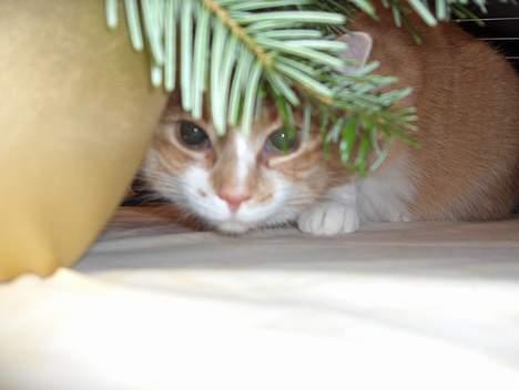 Huskat Fie - kuk-kuk billede 13