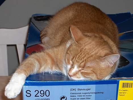 Huskat Fie billede 14