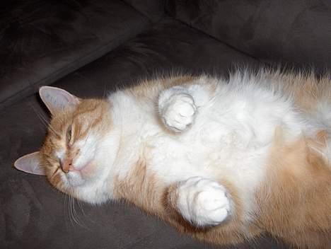 Huskat Fie - Fie nyder livet:-) billede 15