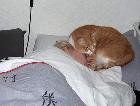 Huskat Fie - putter mig lige ned her oven på mors hoved billede 16