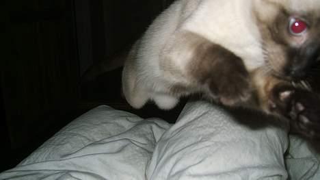 Siameser Toulouse - Den vilde jæger slår til igen! billede 18