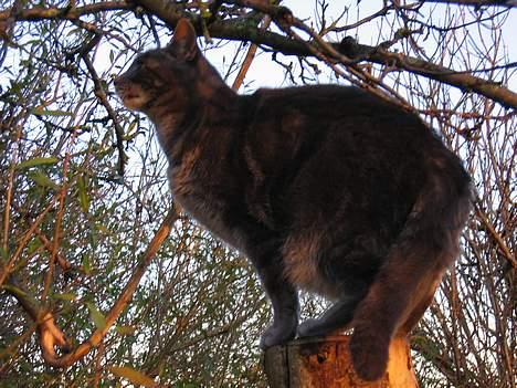 Blanding af racer Cindy - Hovsa den fede fugl kunne jeg godt lige tænke mig, Mumsiiiiiii billede 14