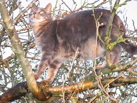 Blanding af racer Cindy - Klatretøsen billede 15