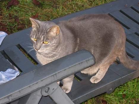 Blanding af racer Cindy - Hva`så mor, kunne jeg lige få en fløde 13% drink, og to skum mus tak!!!!! billede 16