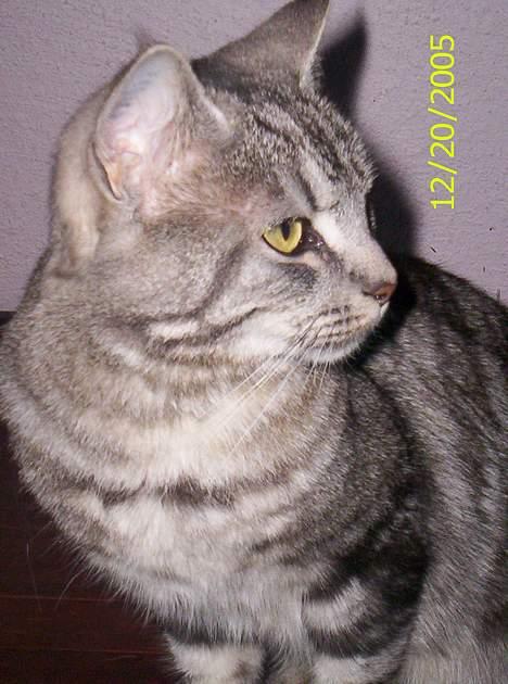 Blanding af racer Missy billede 1