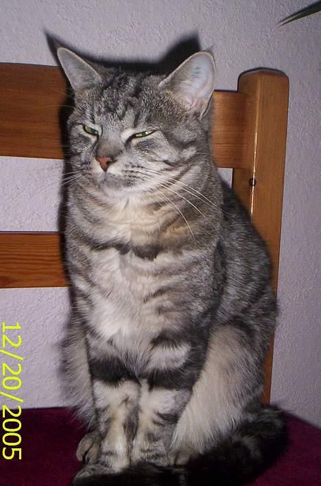 Blanding af racer Missy billede 2