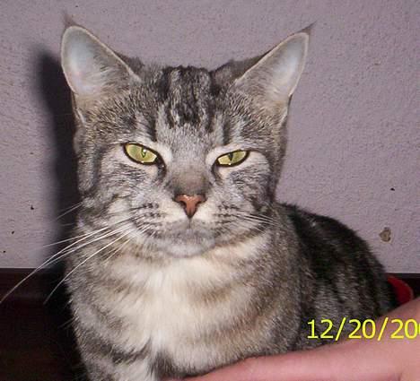 Blanding af racer Missy billede 3