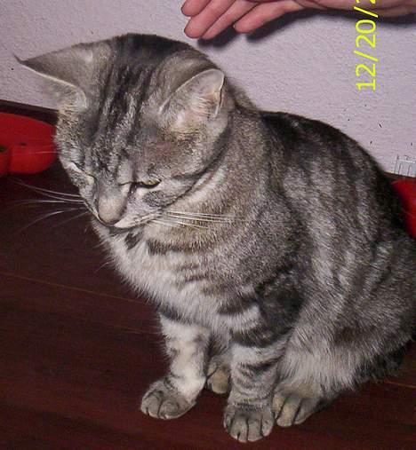 Blanding af racer Missy billede 4