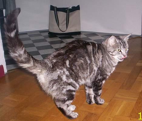 Blanding af racer Missy billede 5