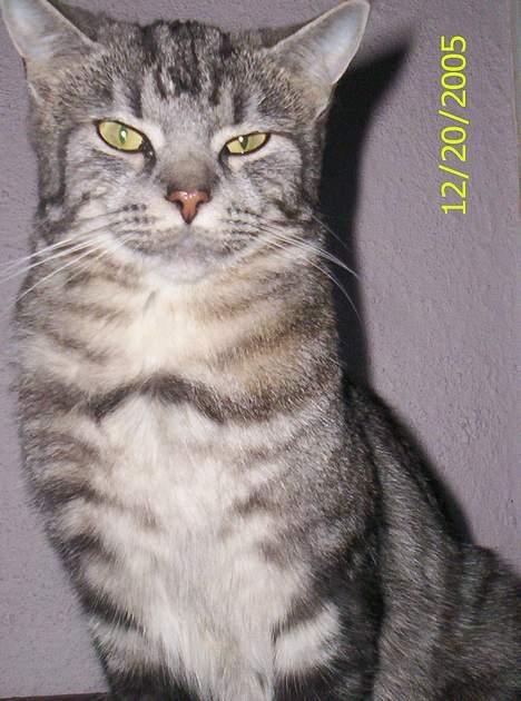 Blanding af racer Missy billede 6