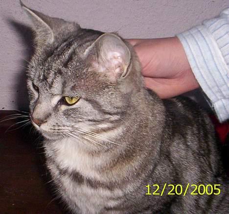 Blanding af racer Missy billede 7