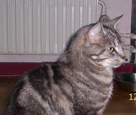 Blanding af racer Missy billede 8