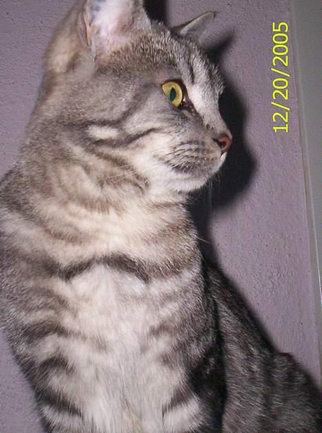 Blanding af racer Missy billede 9