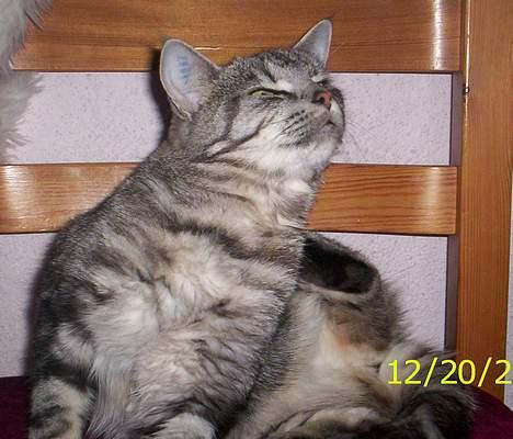 Blanding af racer Missy billede 10